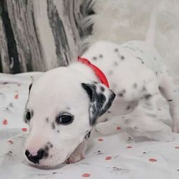 Girl 4 - White and black Dalmatian puppy in Adamstown, Maryland from Sprinkled with Hearts Dalmatians