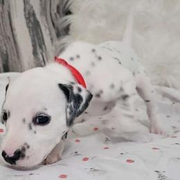 Girl 4 - White and black Dalmatian puppy in Adamstown, Maryland from Sprinkled with Hearts Dalmatians