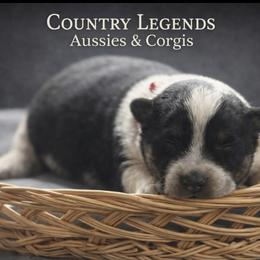 Red - Black tri male Miniature Australian Shepherd puppy in Missouri from Country Legends Aussies & Corgis