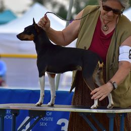 Billie - Rat Terrier