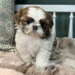 Boy 1 - Tricolor male Shih Tzu puppy in Calimesa, California from Little Mountain’s Shih Tzus