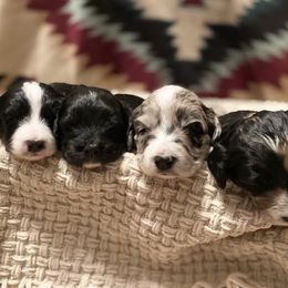 Aussiedoodle, Bernedoodle, and Poodle Puppies from Sis' Doodles & Poodles