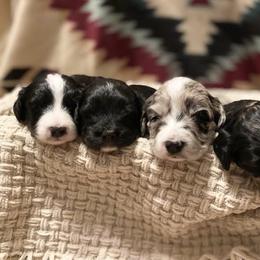 Aussiedoodle, Bernedoodle, and Poodle Puppies from Sis' Doodles & Poodles