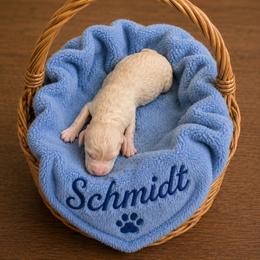 Schmidt - Apricot male Goldendoodle puppy in North Branch, Michigan from Graceful Miniature Goldendoodles
