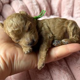 Maple - Red  female Poodle puppy in Elkhorn, Nebraska from Orel Toy & Miniature Poodles