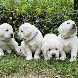 Girl - Yellow female Labrador Retriever puppy in Plainwell, Michigan from Preuss Puppies