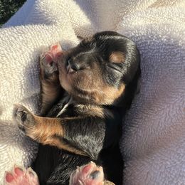 Othello - Black male Miniature Schnauzer puppy in Menifee, California from Moonshine’s Minis