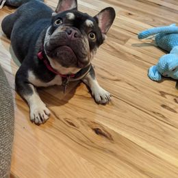 French Bulldog All Grown Up from Kelly Bulldogs