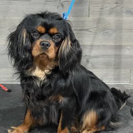 Kingston - Cavalier King Charles Spaniel