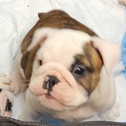 Freddie - Red brindle and white male Bulldog puppy in Weedsport, New York from M&M Shelties and Smooch-A-Bulls English Bulldogs