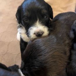 Thor - Black and white Portuguese Water Dog puppy in Brentwood, New Hampshire from Charly's Angels Portuguese Water Dogs