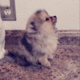 French Bulldog and Pomeranian Puppies from Purrs N Poms