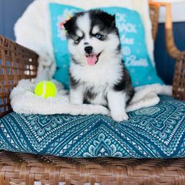 Paloma - Black and white female Pomsky puppy in Yavapai County, Arizona from Pawsh Pomskies