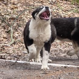 Mersedes - Gray female Central Asian Shepherd Dog puppy in East Camden, Arkansas from A Plus A