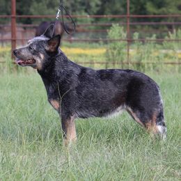 Eevee - Australian Cattle Dog