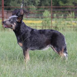 Eevee - Australian Cattle Dog