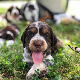 English Springer Spaniel Puppies from Roan Creek Kennels