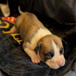 Asher - Red male American Staffordshire Terrier puppy in Conley, Georgia from Cicero Kennels