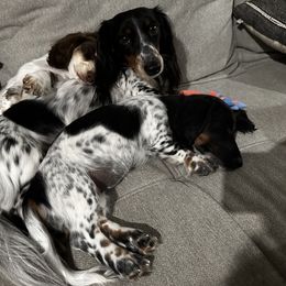 Dachshund Puppies from Dachshund Den