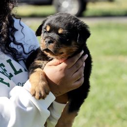 Rottweiler Puppies from Maniac Kennels