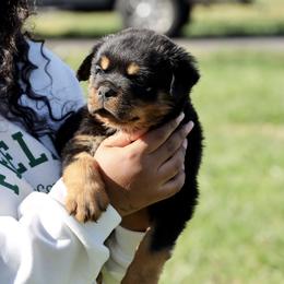 Rottweiler Puppies from Maniac Kennels