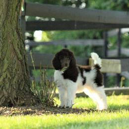 Poodle Puppies from Chapel Hill Poodles