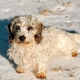 Primrose - Dachshund