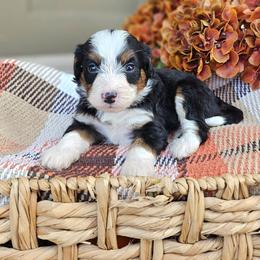 Hunter - Tri-color male Bernedoodle puppy in Russell Springs, Kentucky from 270 Doodles