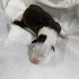 Girl 1 - female Miniature American Shepherd puppy in Elmore City, Oklahoma from Rikashay Kennels