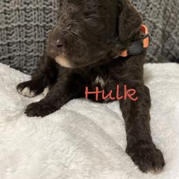 Hulk - Brown male Poodle puppy in Carrollton, Georgia from Dande Poodles, LLC