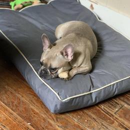 French Bulldog All Grown Up from Porchant French Bulldogs