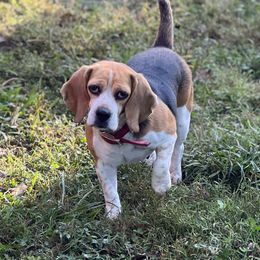 Thelma - Beagle