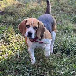 Thelma - Beagle