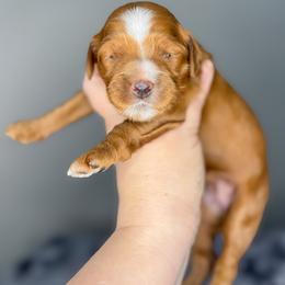 Scallop - Red  female Goldendoodle puppy in Garden Grove, California from Sunkissed Doodles