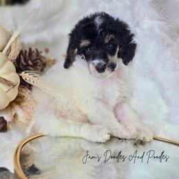 Kingston - Parti male Poodle puppy in Cleveland, Georgia from Jam's Doodles And Poodles