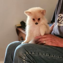 Risky - Cream male Pomeranian puppy in Greenfield, Ohio from Paradise Chihuahua Kennel