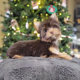 Milky Way - Chocolate, tan and white female Yorkshire Terrier puppy in Middleton, Idaho from Rocky Mountain Yorkies
