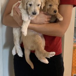 Double Doodle Puppies from Riverside Doodles in Seattle