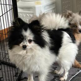 Tira - Tri-colored female Pomeranian puppy in Clinton, Maine from Pristine Poms