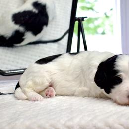 Sparkle Smash - female Australian Mountain Doodle puppy in Decatur, Illinois from Signature Doodles