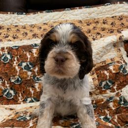 Boy 3 - Liver white and tan male English Springer Spaniel puppy in Tabor City, North Carolina from Big Bay Kennels LLC