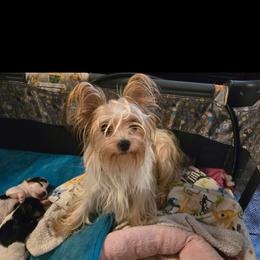 Jewel - Parti female Yorkshire Terrier puppy in Zuni, Virginia from Serendipity Yorkies