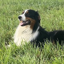 Cash - Australian Shepherd