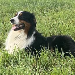 Cash - Australian Shepherd