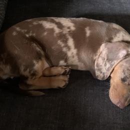 Dachshund Puppies from Shotzie Doxie Co.