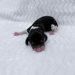 Pocket Beagle Girl 2 - Black tan and white female Beagle puppy in Gentry, Arkansas from HC Puppy Ranch