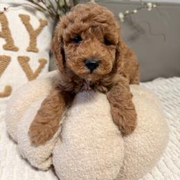 Green Boy 3 - Apricot male Goldendoodle puppy in Sacramento, California from Golden Heart Doodles