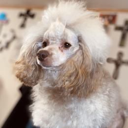 Kendall - Poodle