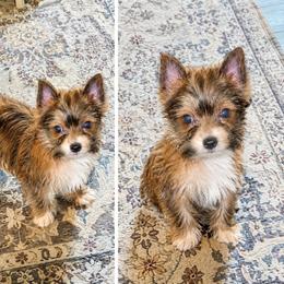 Bruno - Gold male Yorkshire Terrier puppy in Dalton, Georgia from Southern Charm Precious Paws