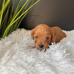 Rover - Brown male Cavapoo puppy in Gap, Pennsylvania from Coles Cavapoo’s